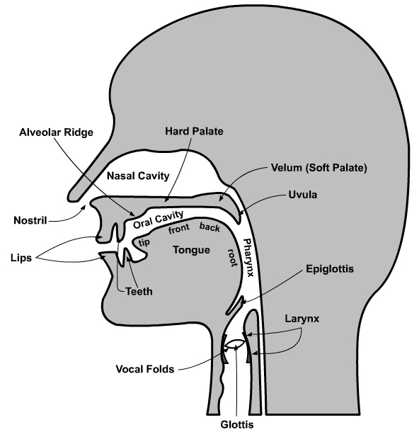 Speech Organs Diagram